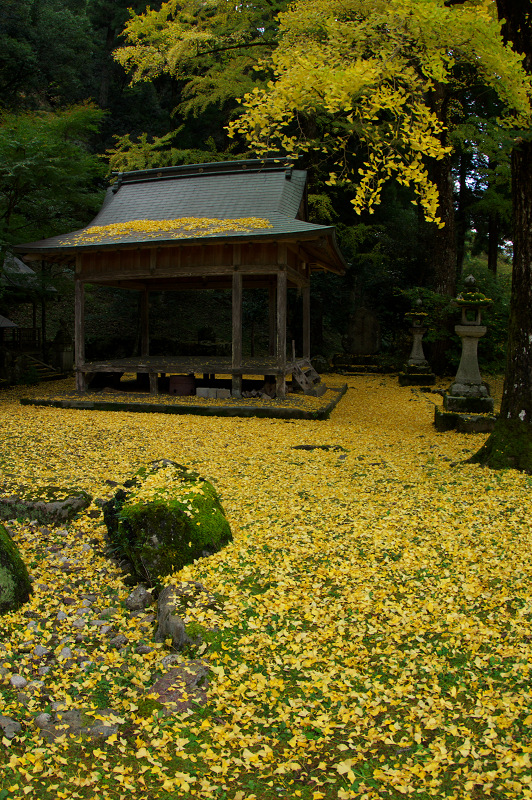 岩戸落葉神社の黄色い絨毯_f0155048_2256910.jpg