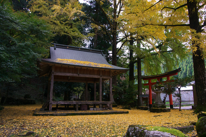 岩戸落葉神社の黄色い絨毯_f0155048_2257245.jpg