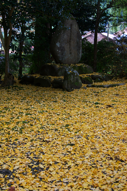 岩戸落葉神社の黄色い絨毯_f0155048_2257415.jpg