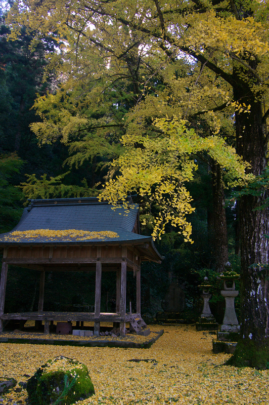 岩戸落葉神社の黄色い絨毯_f0155048_22575573.jpg