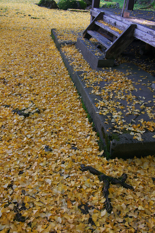 岩戸落葉神社の黄色い絨毯_f0155048_2257974.jpg