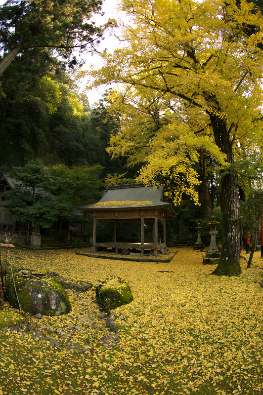 岩戸落葉神社の黄色い絨毯_f0155048_2258182.jpg