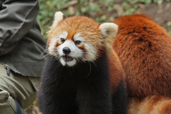 多摩ＺＯＯレポート～レッサーパンダ_d0227252_1719496.jpg