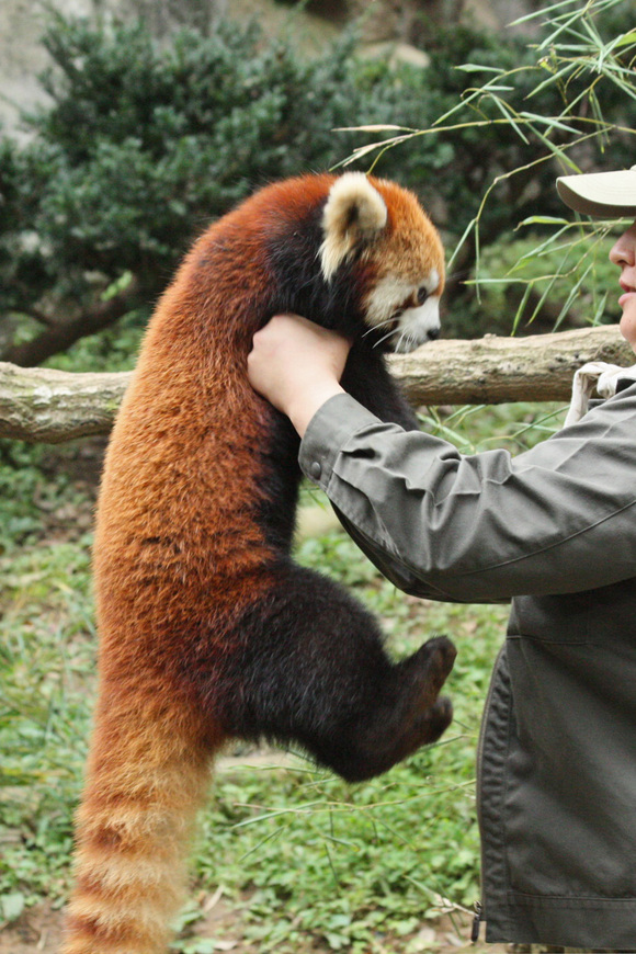 多摩ＺＯＯレポート～レッサーパンダ_d0227252_17381377.jpg