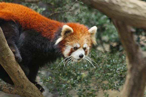 多摩ＺＯＯレポート～レッサーパンダ_d0227252_17403052.jpg