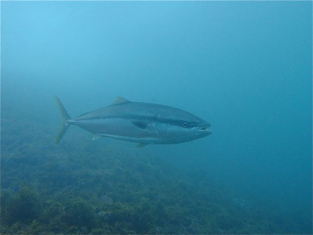 ブリ ワカシ イナダ ワラサ ブリ アイダイブの雲見の生き物