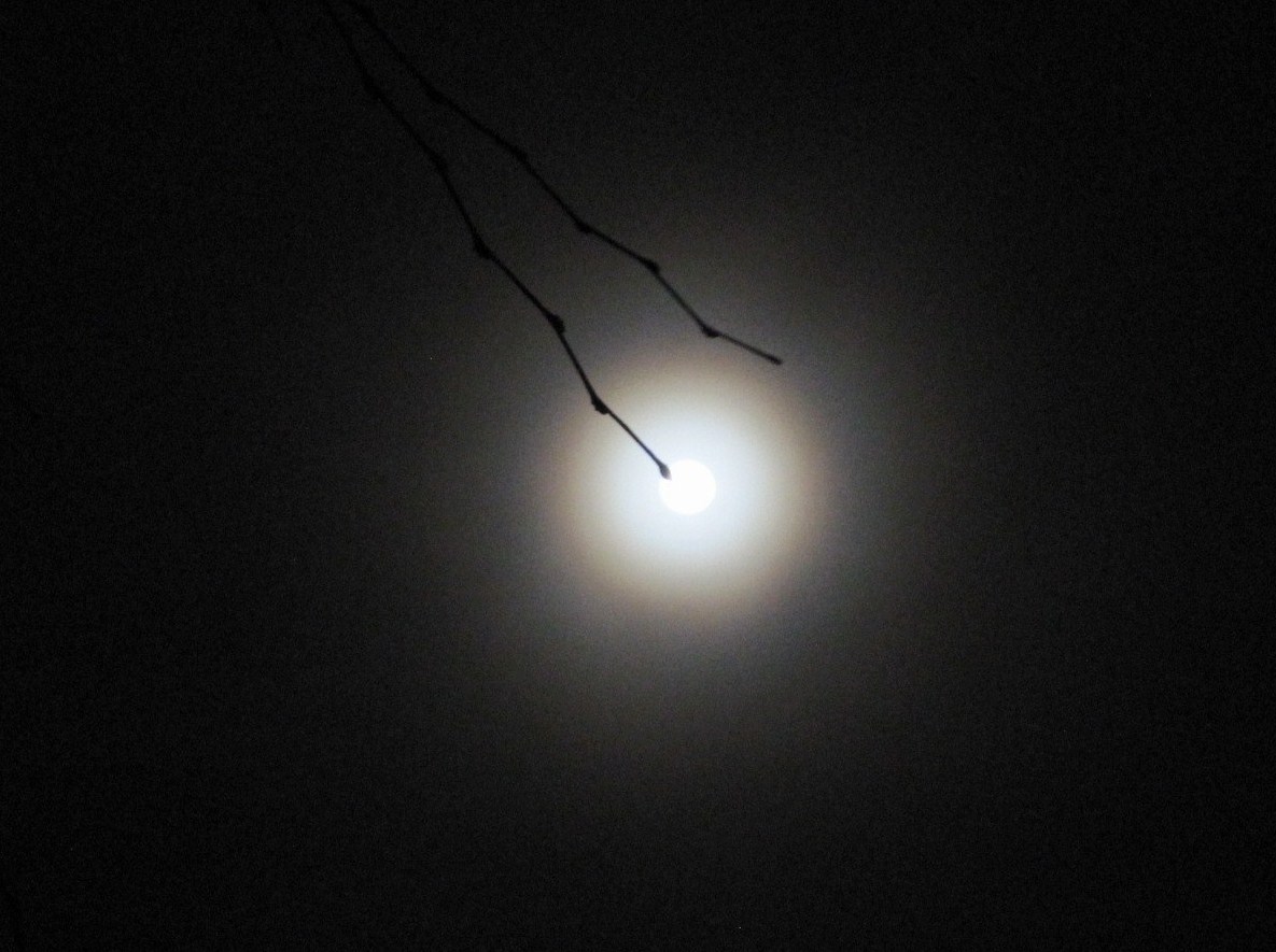 月明かり_f0236260_199249.jpg