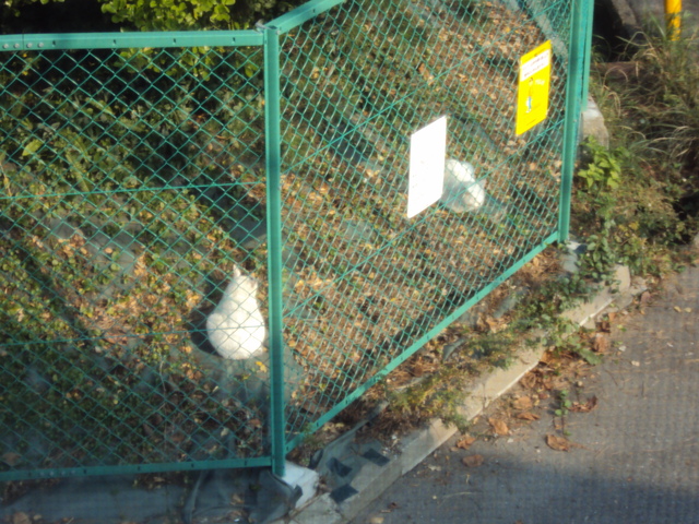 c0099564_17554412.jpg
