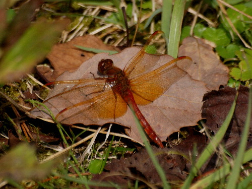 f0208666_19572219.jpg