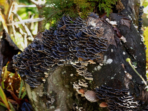 f0208666_207758.jpg