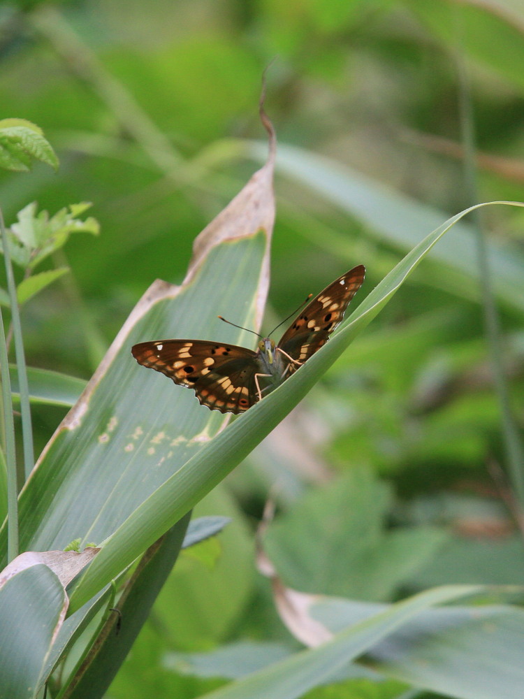 レビュー高評価のおせち贈り物 蝶の標本 ナンベイコムラサキ D.laurentia ブラックフレーム ccps.sn