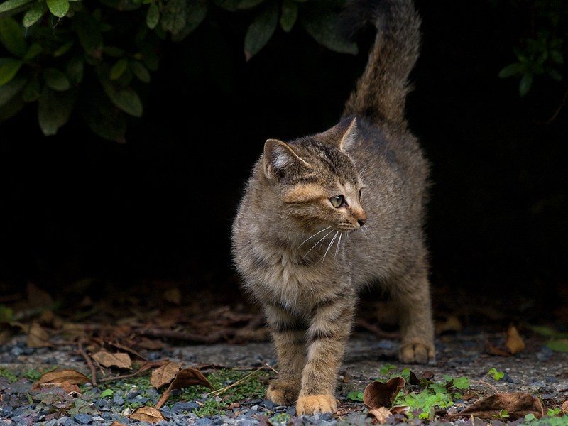 広島の猫#1032_c0191394_0353196.jpg