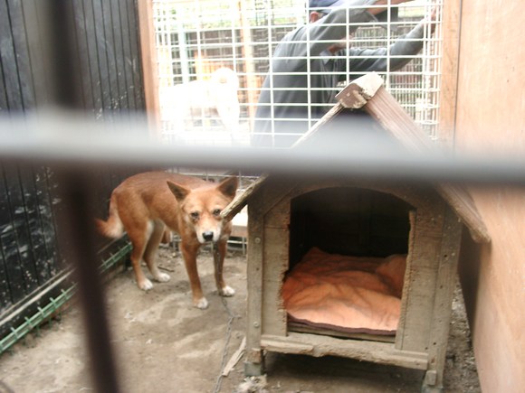 多頭飼育崩壊現場から　～２～_e0212095_0254211.jpg