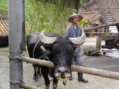 沖縄琉球村へ_c0125501_21292062.jpg