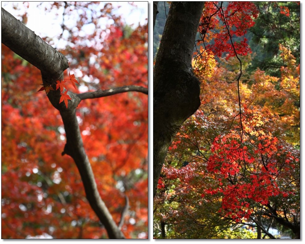 大窪寺の紅葉　　(香川）_a0057905_1954121.jpg