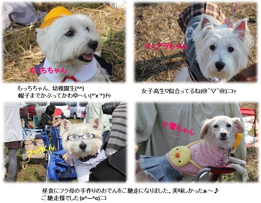 2011☆Westie Party☆　お友達編　2_a0161111_11365338.jpg