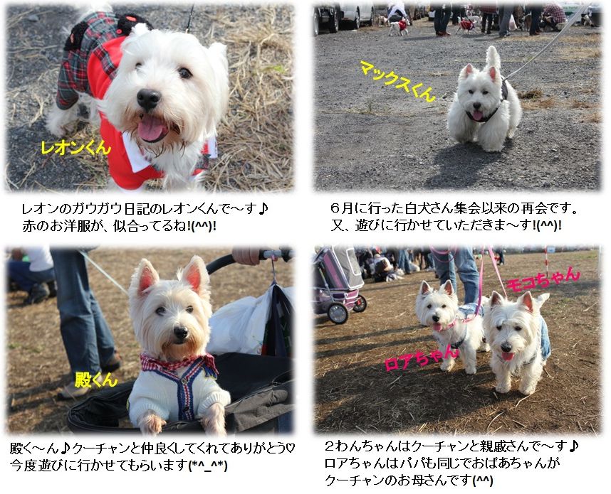 2011☆Westie Party☆　お友達編　2_a0161111_11402158.jpg