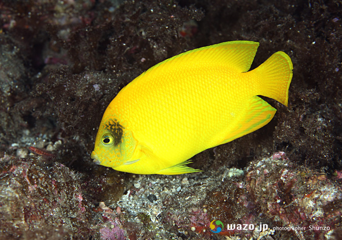 ヘラルドコガネヤッコ 屋久島の海で生きる者たち ヘラルドコガネヤッコ 屋久島の海で生きる者たち