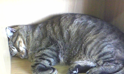 最近のべーやん_e0055711_11512366.jpg