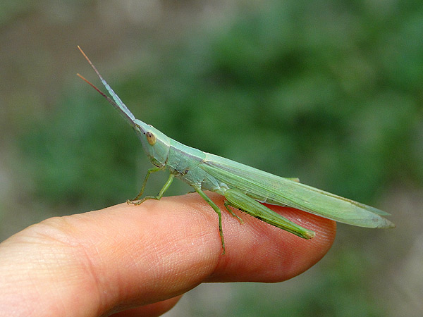ショウリョウバッタモドキ クルマバッタモドキ 一寸の虫にも五分の魂