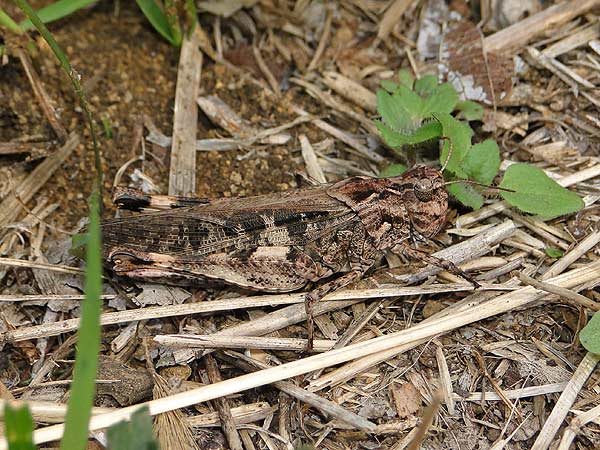 ショウリョウバッタモドキ クルマバッタモドキ 一寸の虫にも五分の魂
