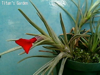 Tillandsia albertiana_b0099813_029435.jpg