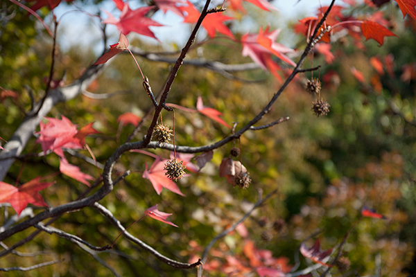 ブラミネ 秋の万博公園_a0140914_23491461.jpg