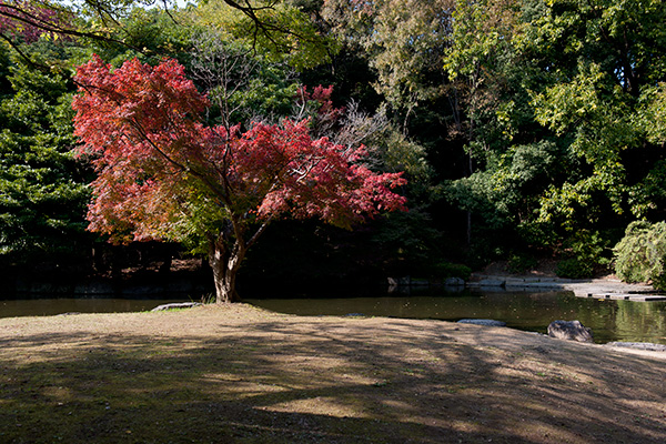 ブラミネ 秋の万博公園_a0140914_23493548.jpg