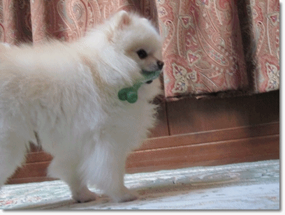 b0167519_9432524.gif