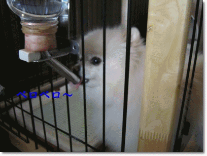b0167519_9553571.gif