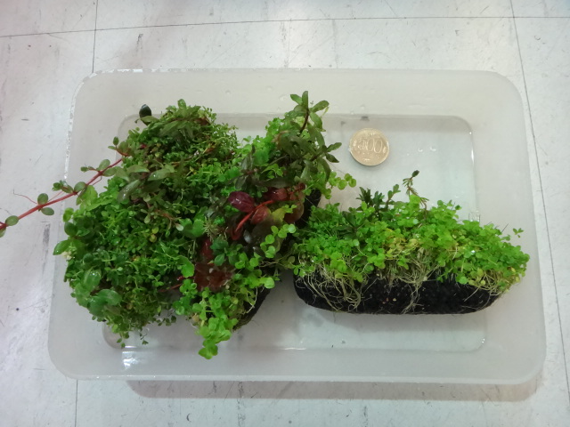 熱帯魚・水草・金魚_f0189122_13231815.jpg