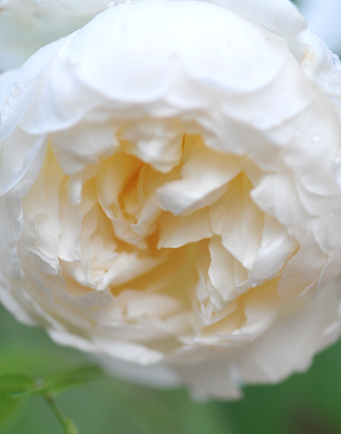 b0056932_0364734.png