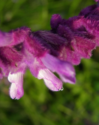 農園のメキシカン・ブッシュセージ Mexican Bush Sage_f0206939_20534587.jpg