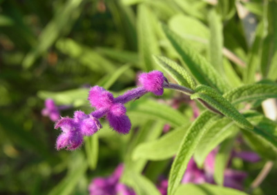 農園のメキシカン・ブッシュセージ Mexican Bush Sage_f0206939_20552532.jpg