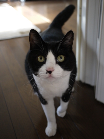 猫のお友だち ハナくん編。_a0143140_234855.jpg