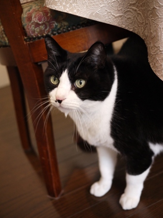 猫のお友だち ハナくん編。_a0143140_23514972.jpg