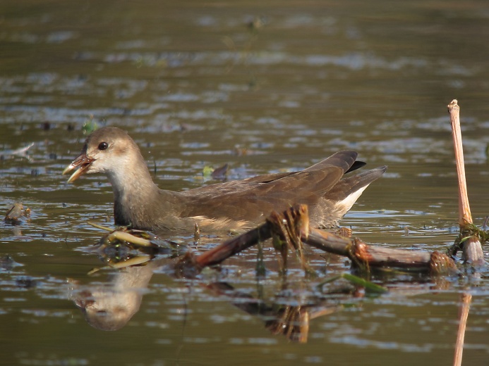 バンの幼鳥_d0185541_19524746.jpg