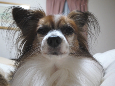 e0100046_20193513.jpg
