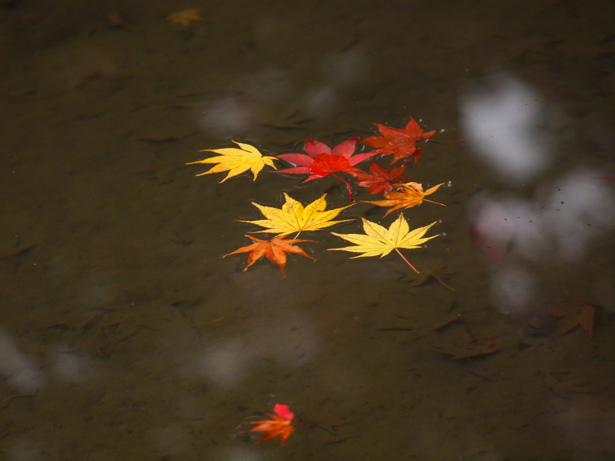 川治温泉へ。其弐・逍遥園の紅葉（落ち葉）　　　089）_c0068050_222026.jpg