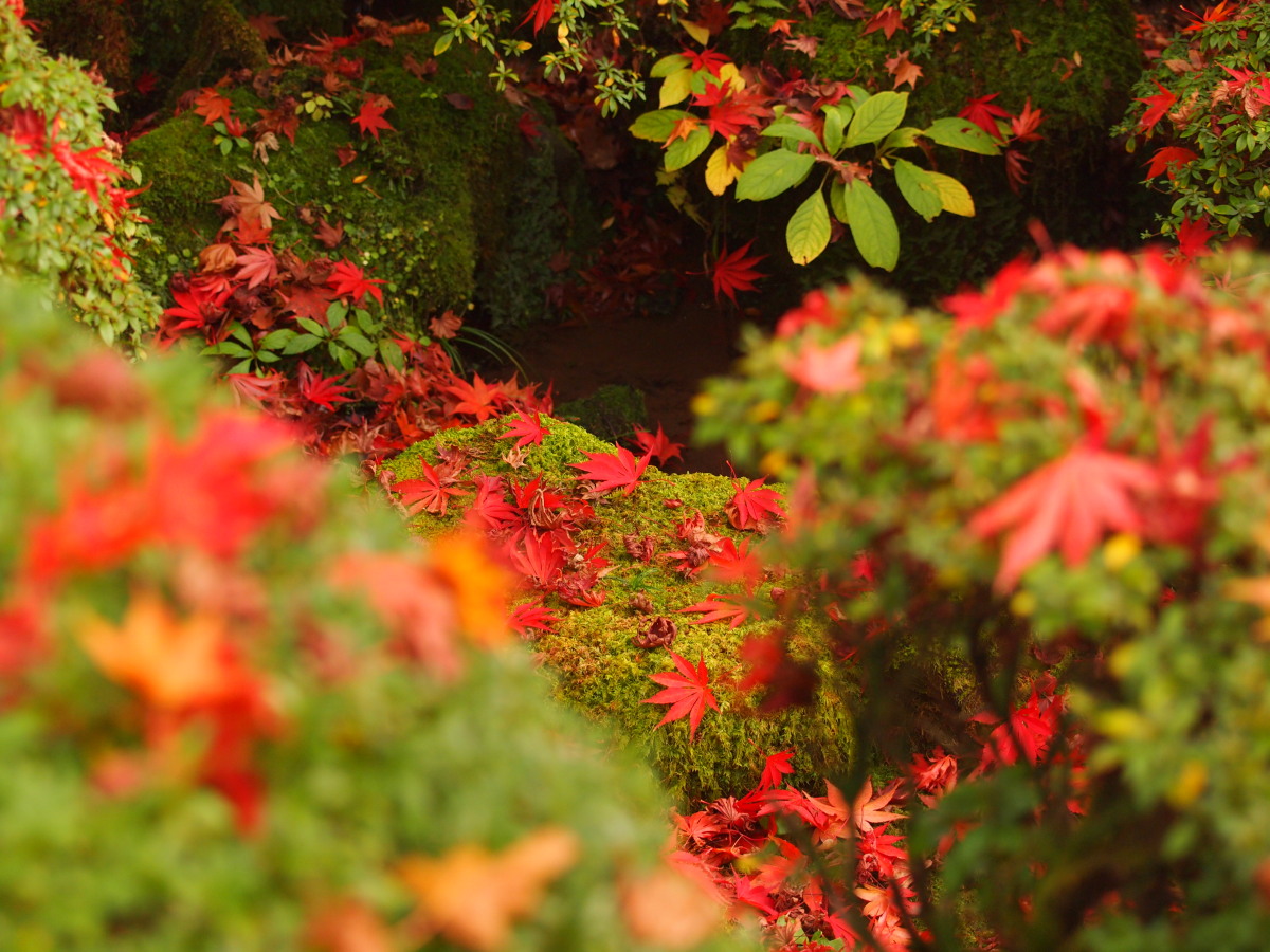 川治温泉へ。其弐・逍遥園の紅葉（落ち葉）　　　089）_c0068050_22235020.jpg