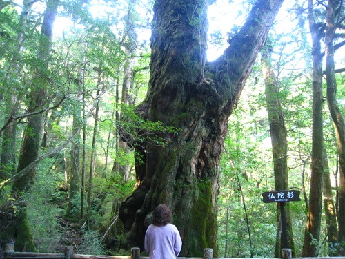 屋久島に癒される～_b0160957_6122020.jpg