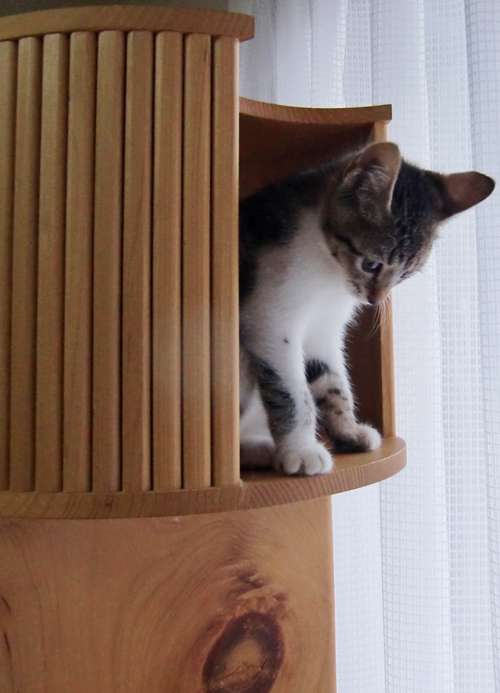 子猫さんの好奇心と冒険心を刺激する、天然木キャットタワー『キャットツリーひぐらし』_d0165160_12555175.jpg