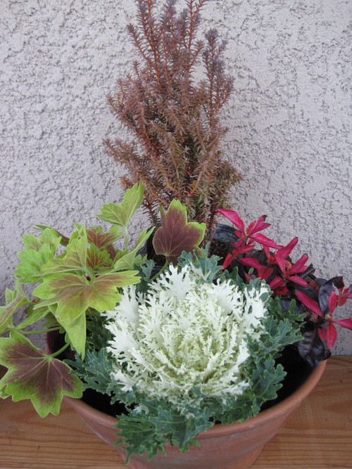 冬の寄せ植え_f0236260_2349397.jpg