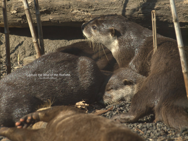 多摩動物公園　(1)_e0248566_23381592.jpg