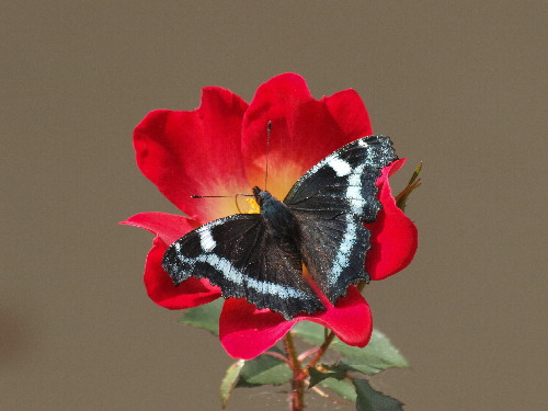 f0208666_16583237.jpg