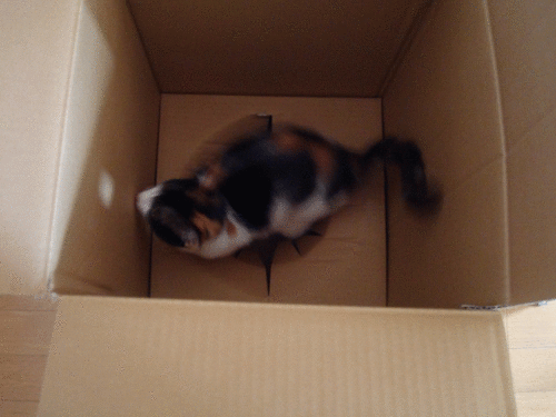 a0135577_16431769.gif