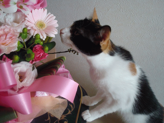 a0135577_1651361.gif