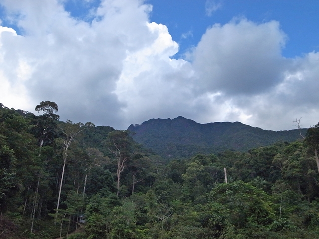 Air Terjun Resun Pulau LINGGA【AZ1011-1】 : ホシクサと