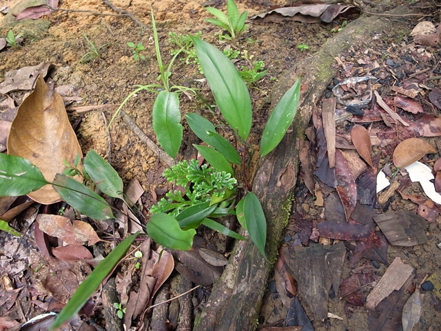 いま人気のアイテム Air Terjun ホシクサと : LINGGA【AZ1011-1】 Pulau Resun その他観葉植物