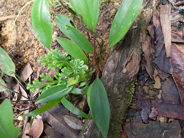 Homalomena sp from Air terjun Resun P.Lingga【AZ0622-2】No1